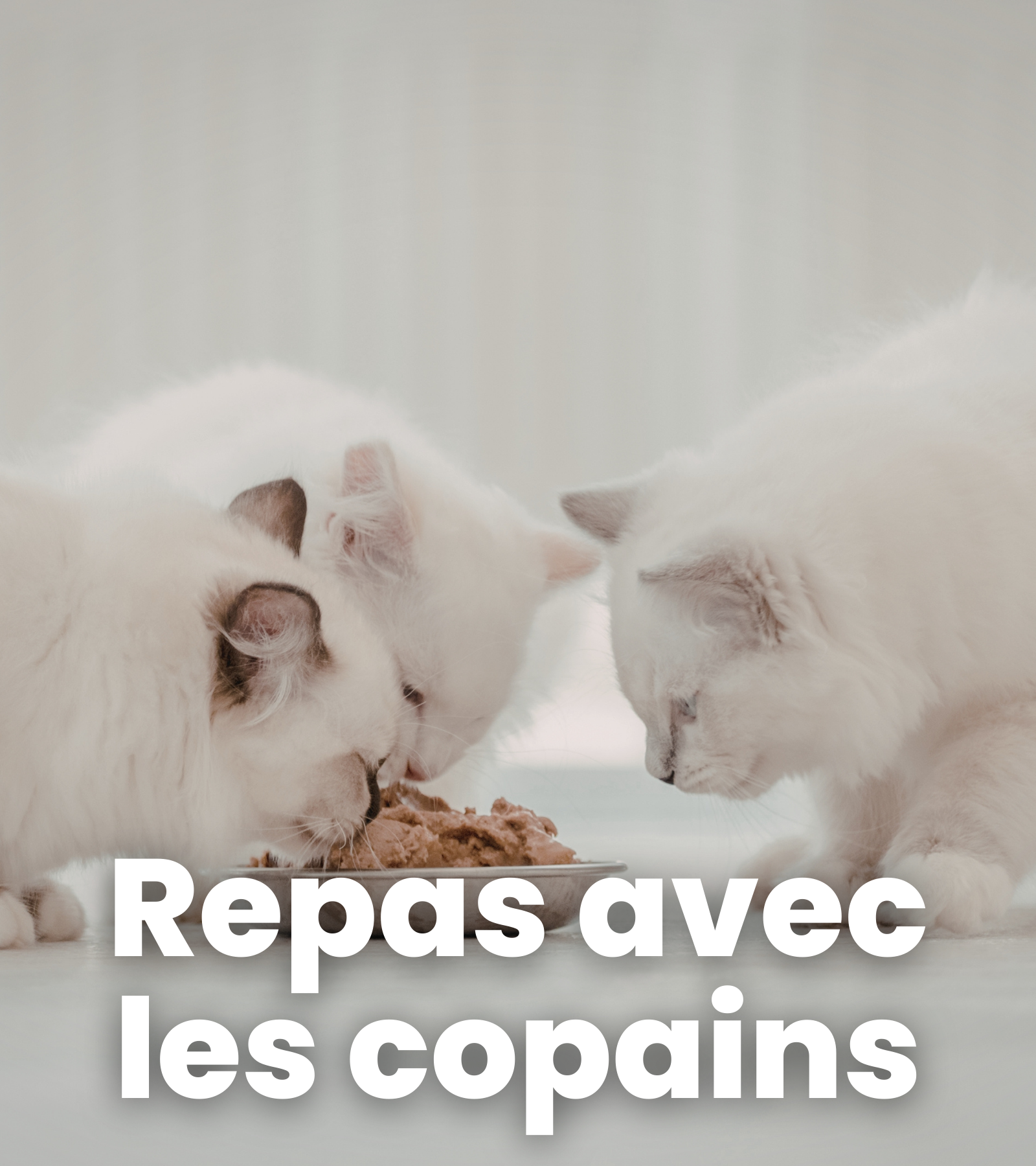 ope fev créa touche pas à mon sac